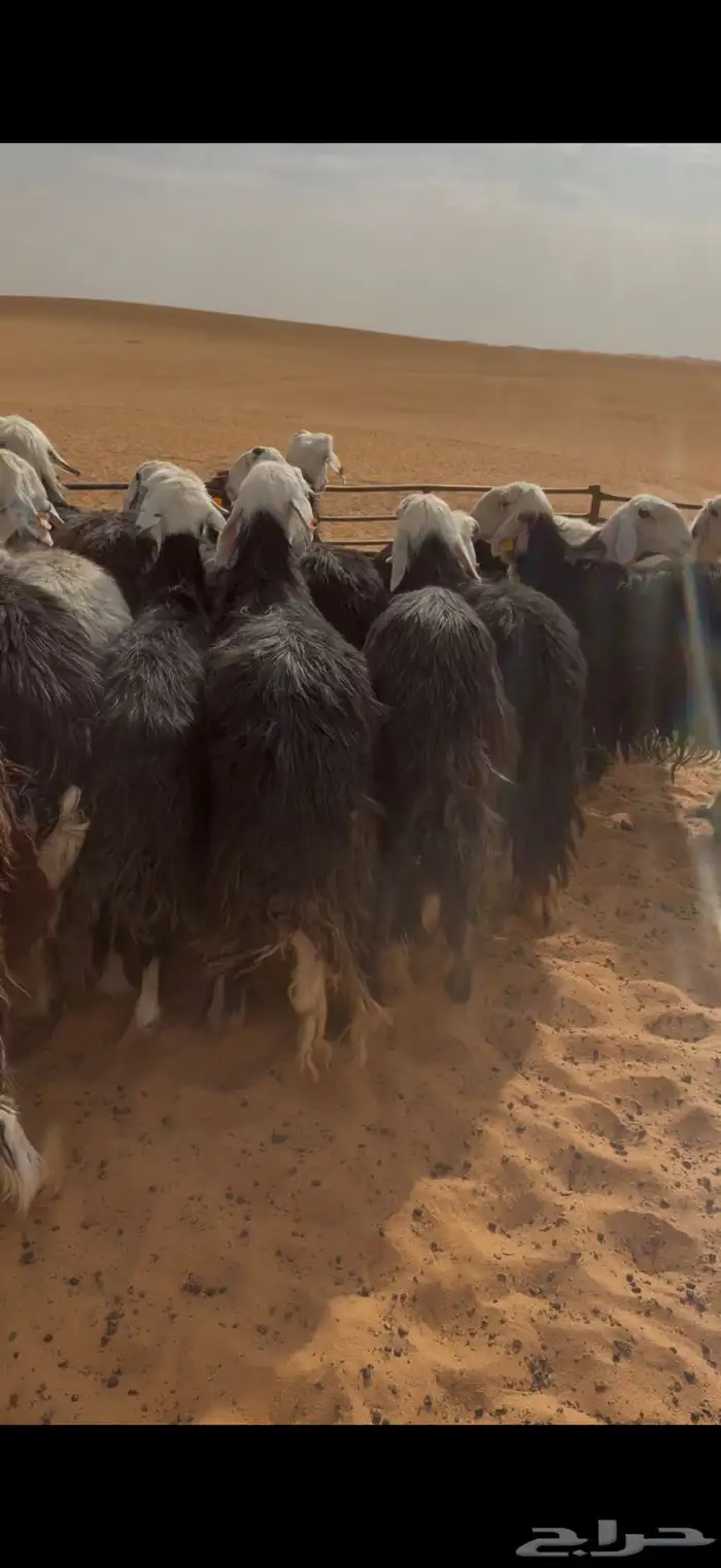 للبيع غنم نجد 6