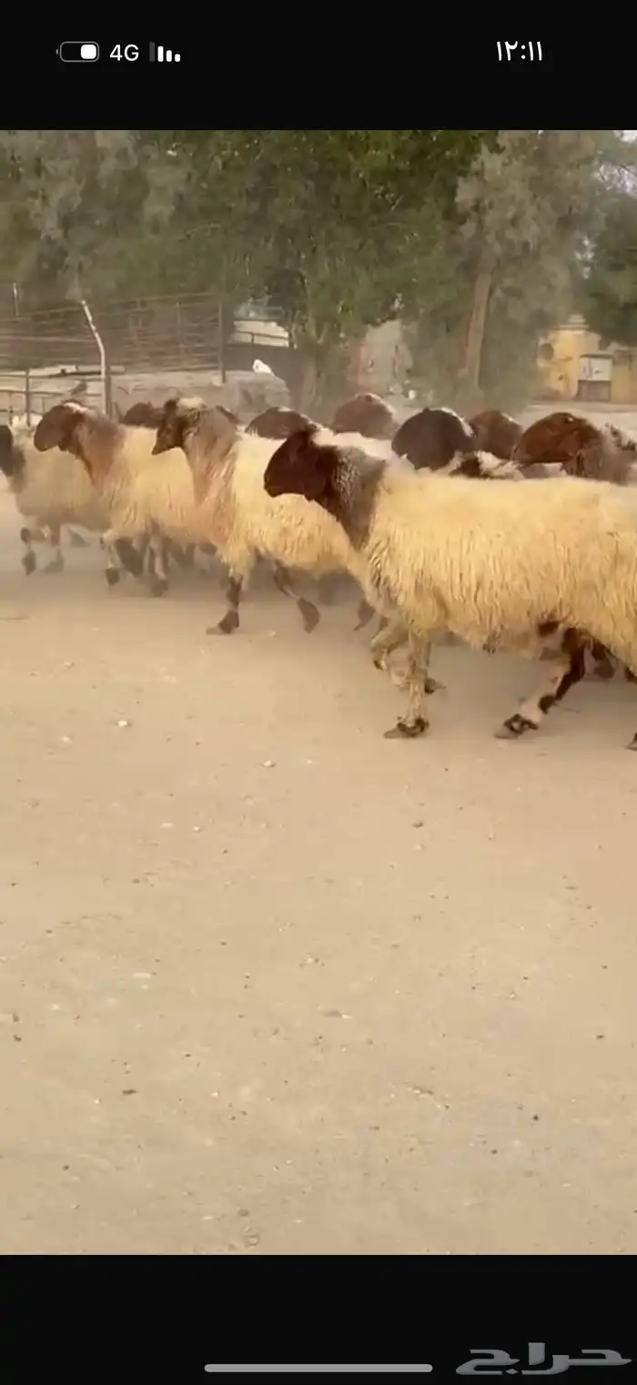 غنم نعيم دفيع 2