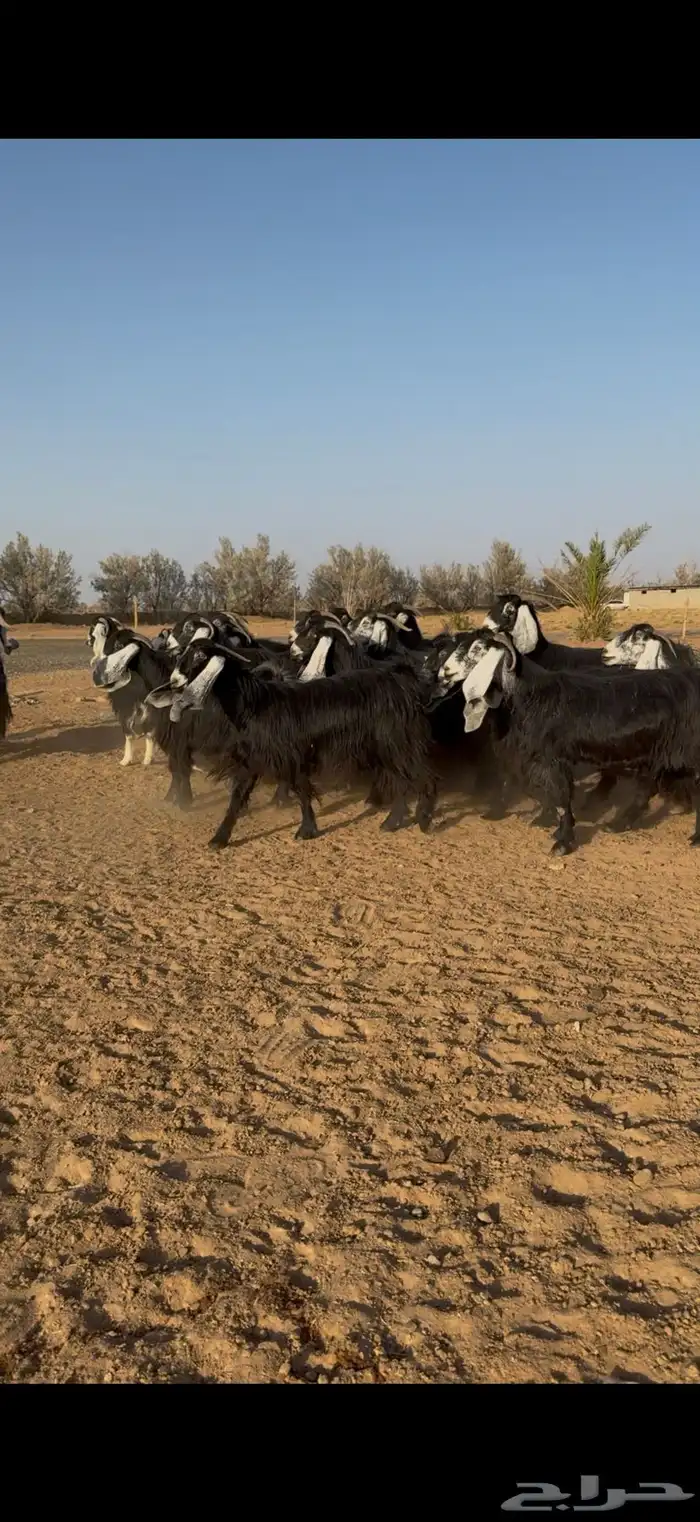 مراح معزا عوارض نوادر دفيع وضريع 8