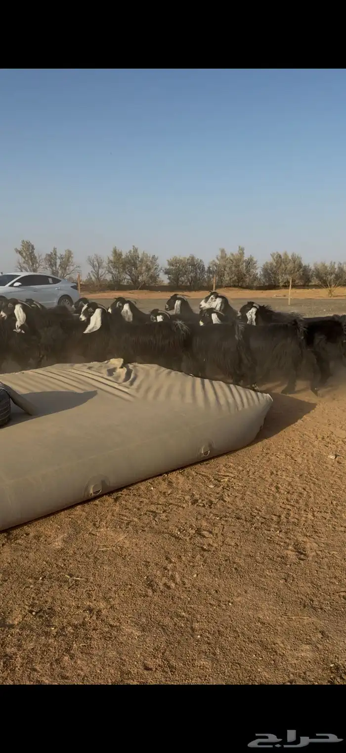 مراح معزا عوارض نوادر دفيع وضريع 0