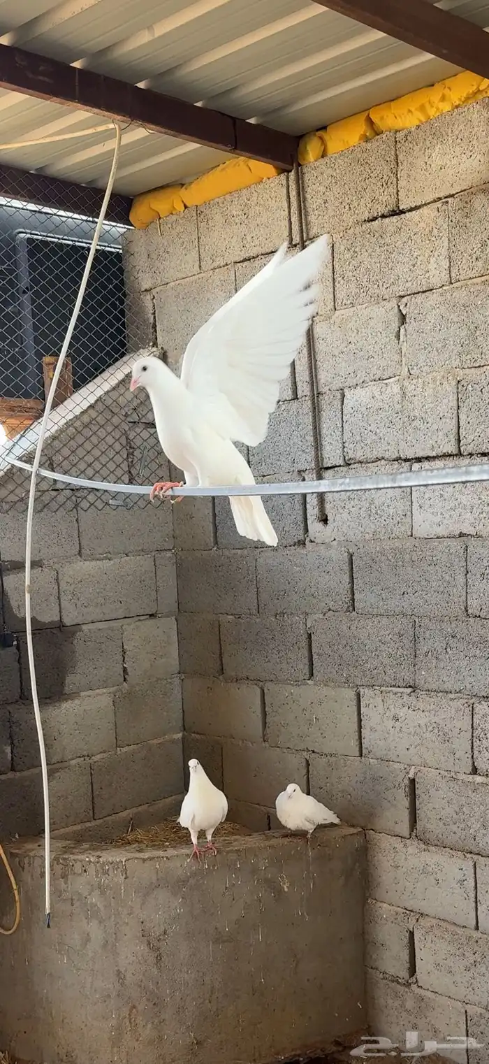 حمام فرنسي ابيض 20 جوز مفروز وجاهز 5