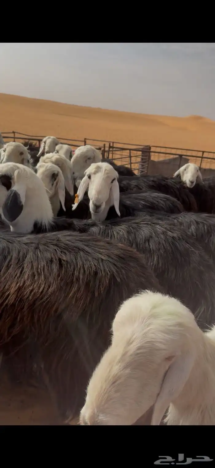 للبيع غنم نجد 1