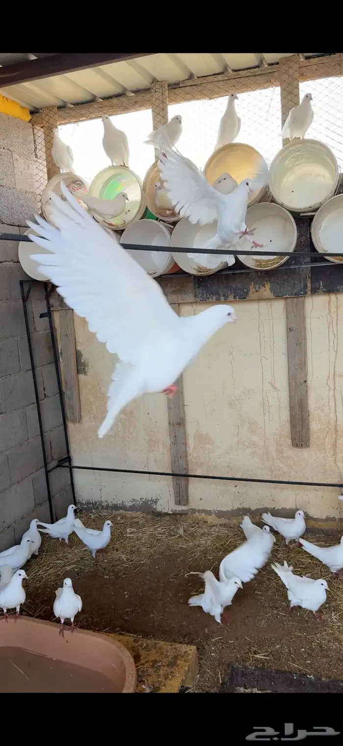 حمام فرنسي ابيض 20 جوز مفروز وجاهز 6