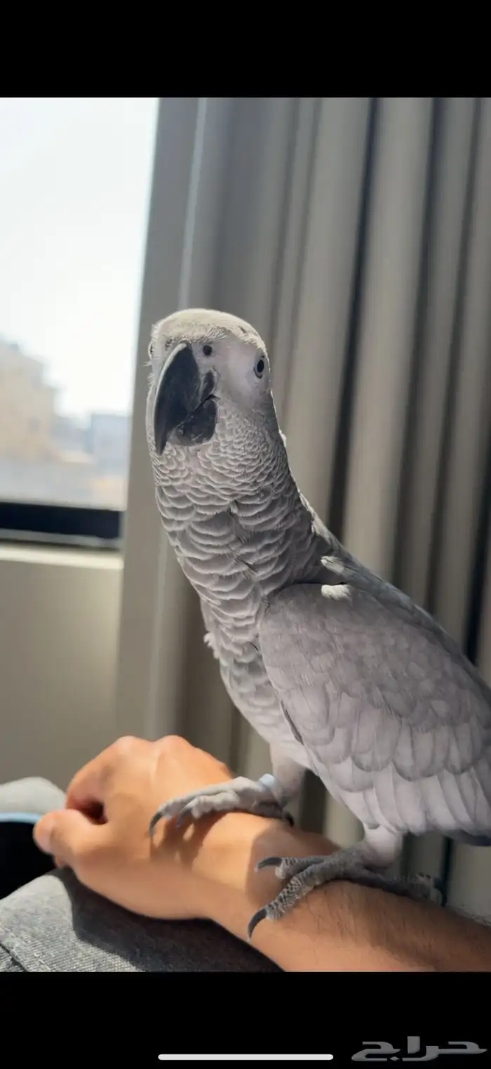 كاسكو متكلم 2