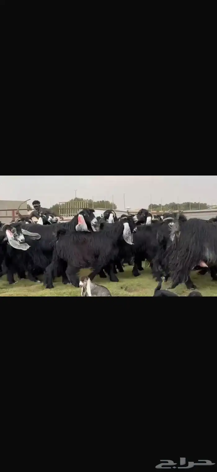 مراح عوارض صنف فاخره اغلبها حصيب تبي توالد 10