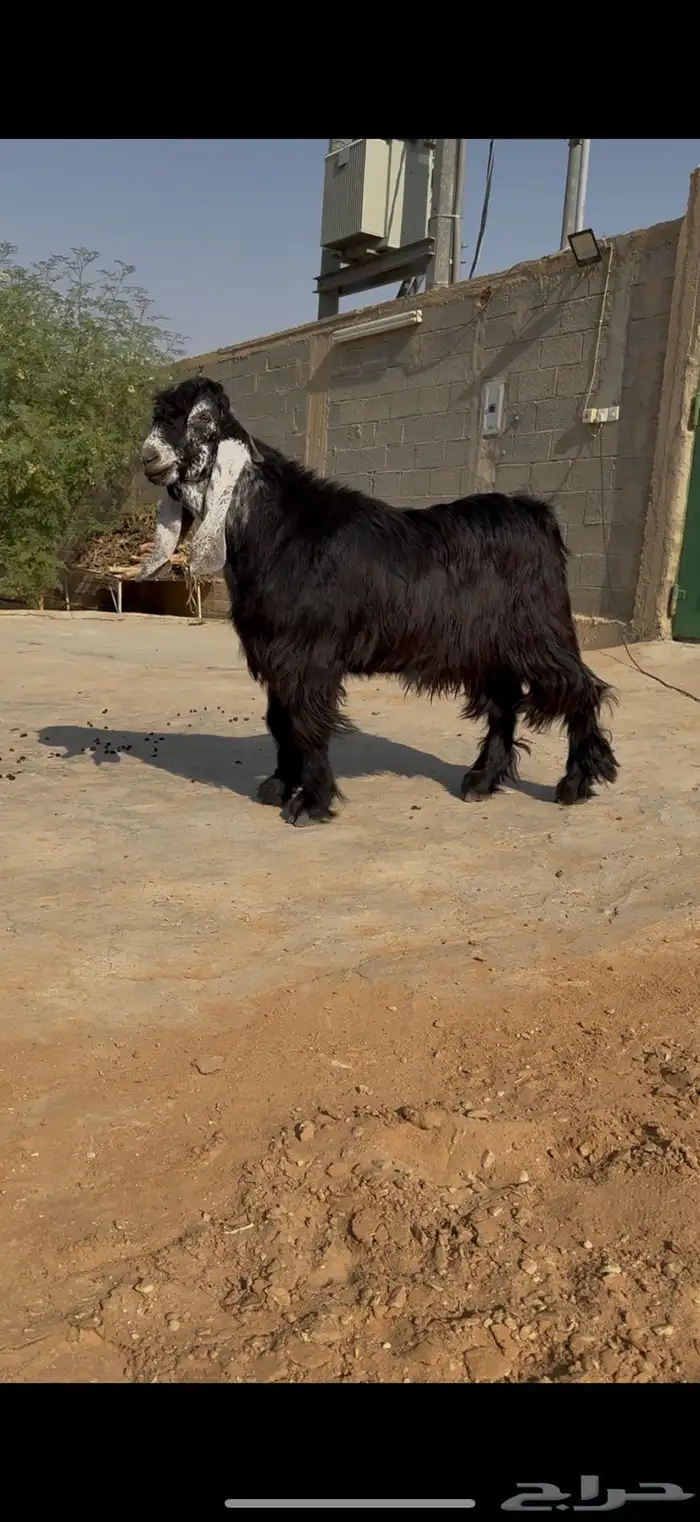 مشروع فحل جذع عارضي معرف صنف خصم 2