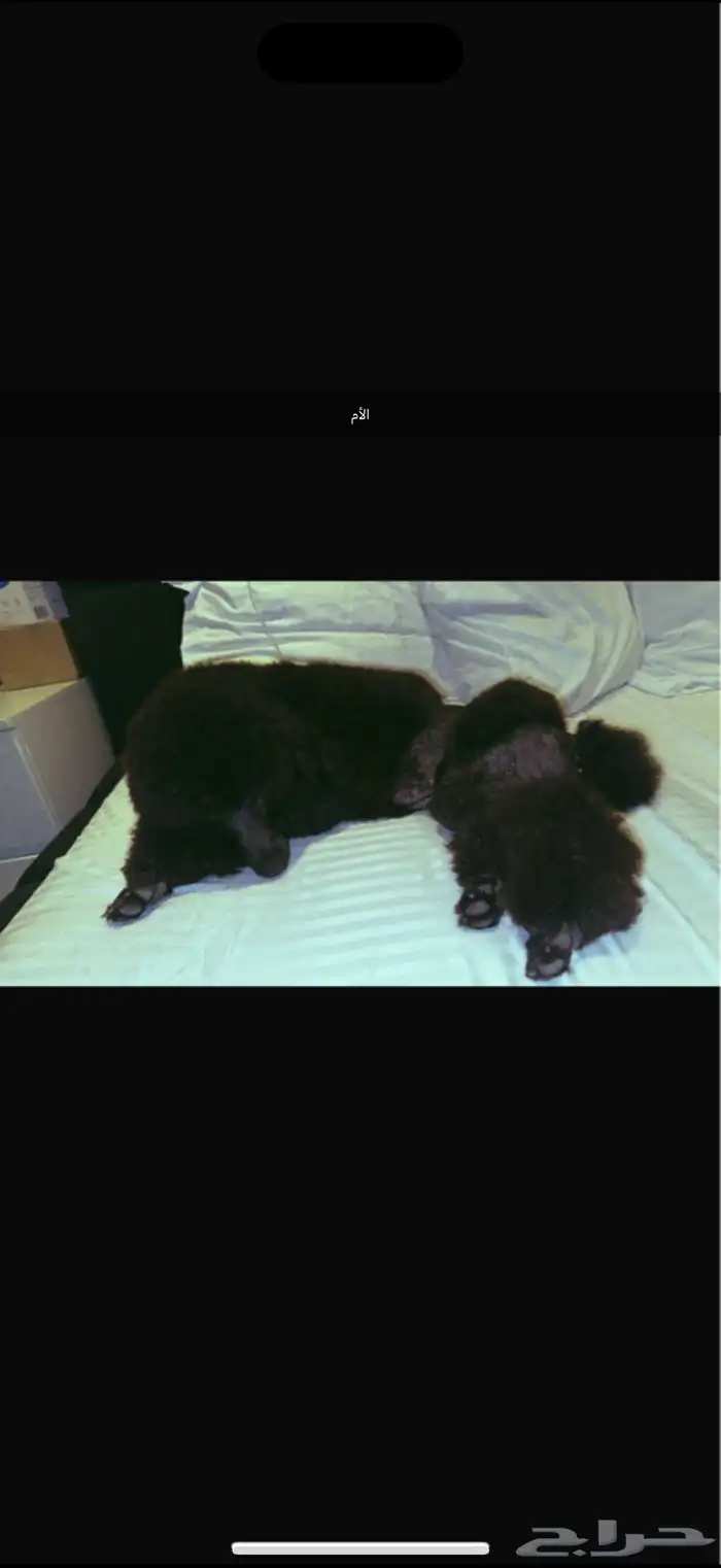 مستويات جراء بودل للحجزويوجد صور انتاج السابق وصور الأهالي 1