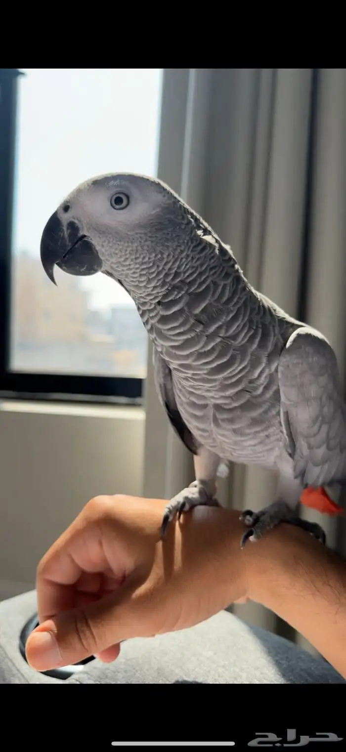 كاسكو متكلم 3