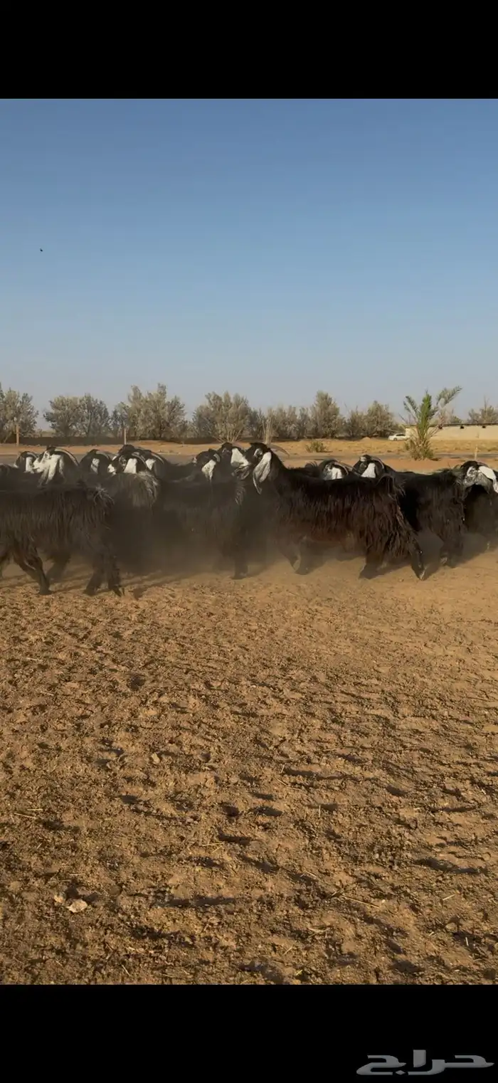 مراح معزا عوارض نوادر دفيع وضريع 2