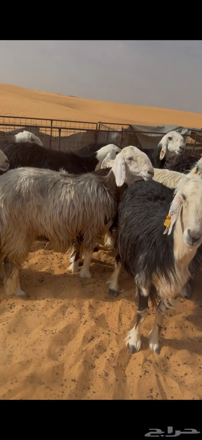 للبيع غنم نجد 0