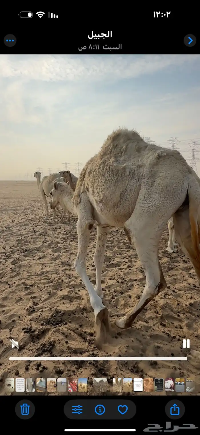 قعود للبيع 2