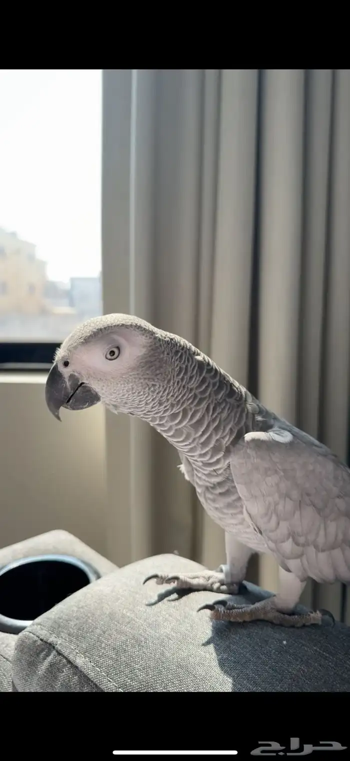 كاسكو متكلم 0