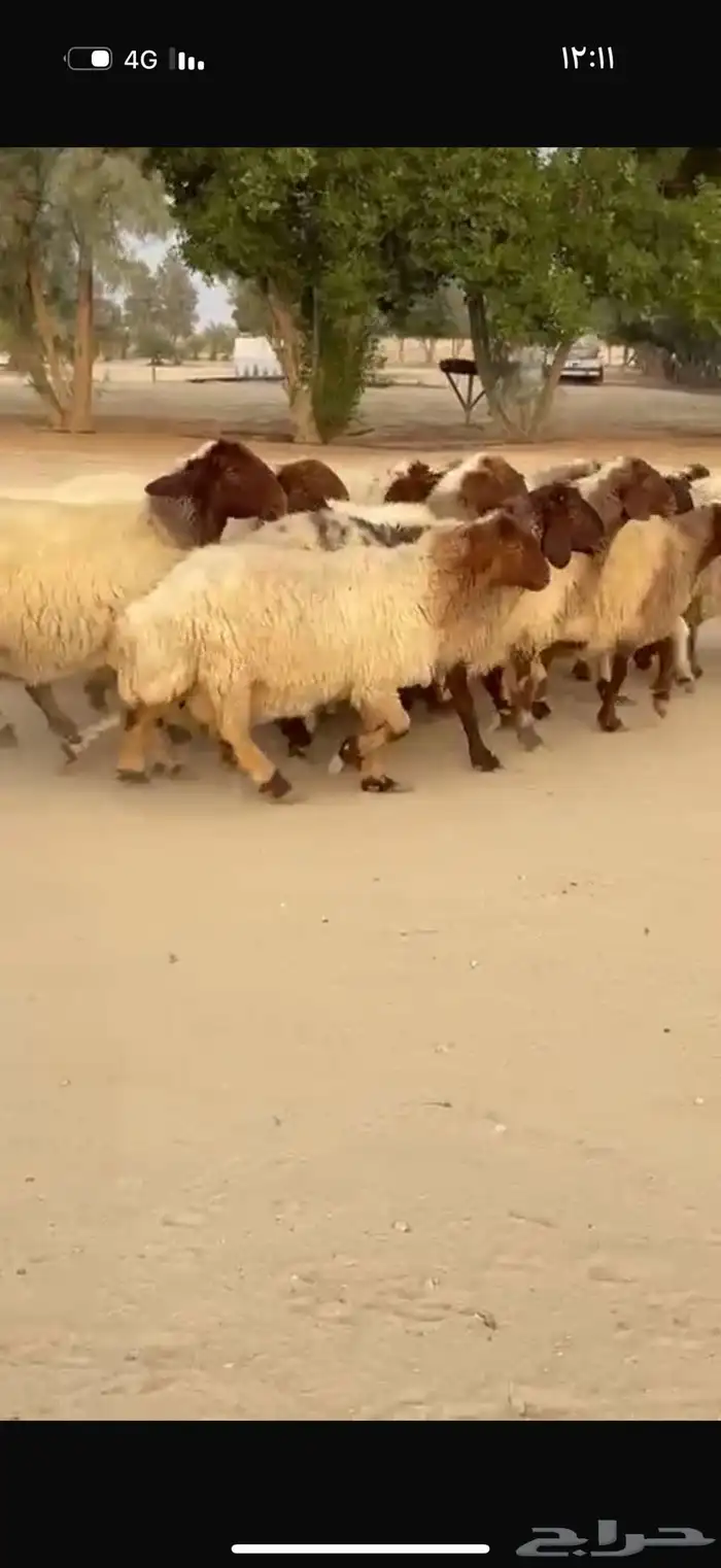 غنم نعيم دفيع 5