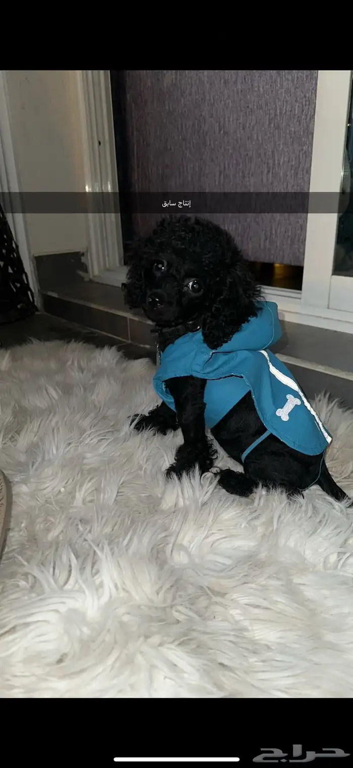 مستويات جراء بودل للحجزويوجد صور انتاج السابق وصور الأهالي 9