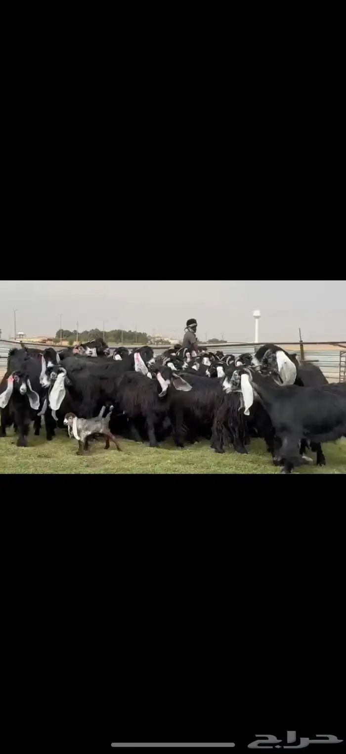 مراح عوارض صنف فاخره اغلبها حصيب تبي توالد 6