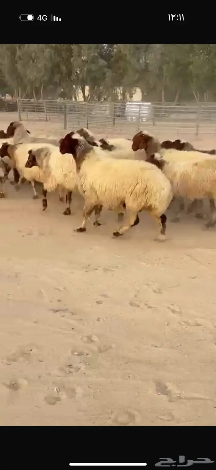 غنم نعيم دفيع 4