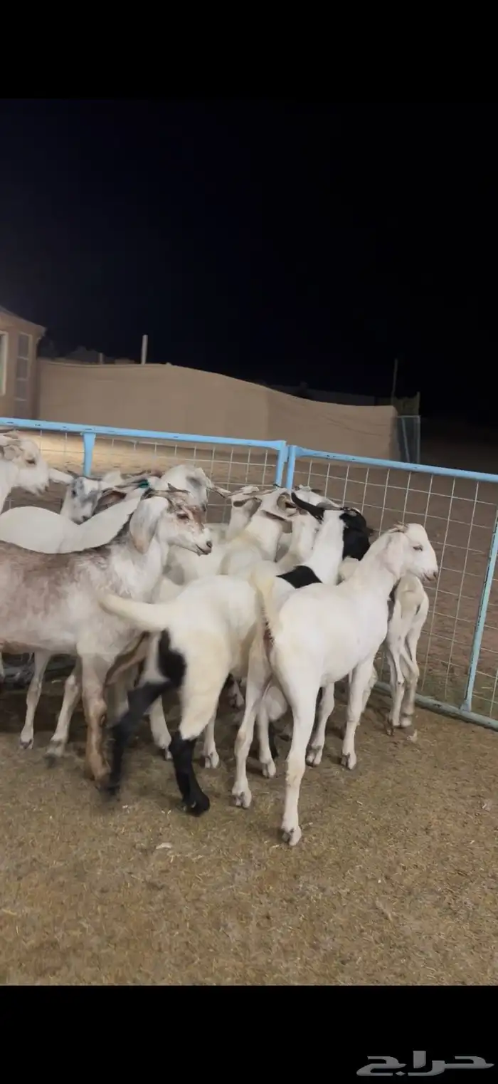 تيوس بيشيه ذبايح 1