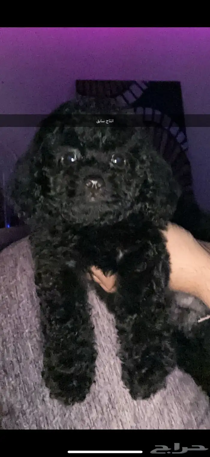 مستويات جراء بودل للحجزويوجد صور انتاج السابق وصور الأهالي 4