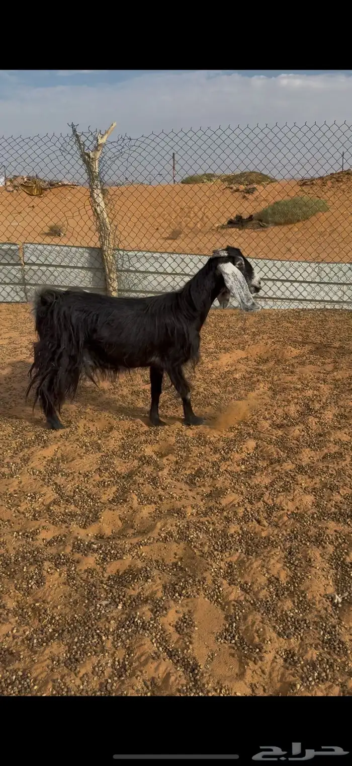 عنز عارضيه 1