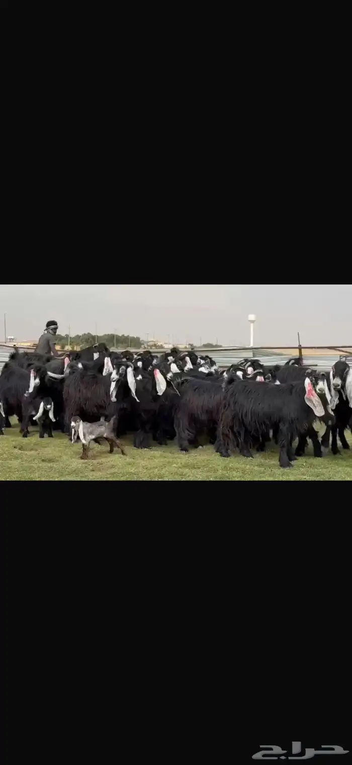 مراح عوارض صنف فاخره اغلبها حصيب تبي توالد 13