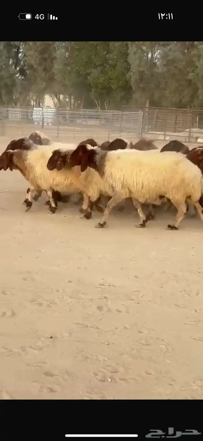 غنم نعيم دفيع 3