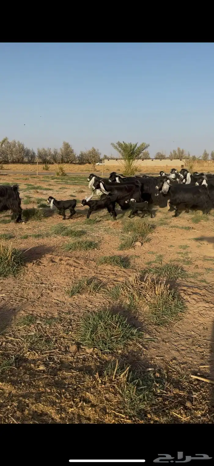 مراح معزا عوارض نوادر دفيع وضريع 9