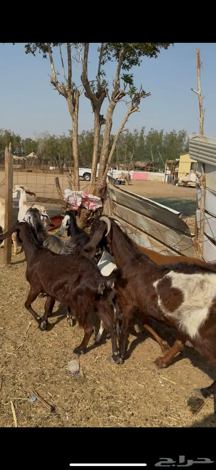 11 معزا سوريات دفيع معزا كفوو وجروم عاليه ع 670(( تم البيع)) 0