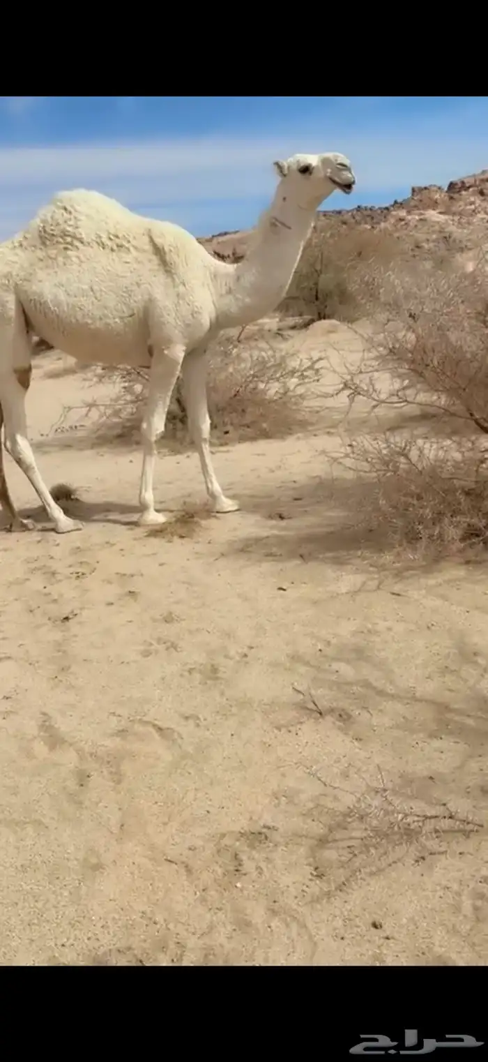 للبيع بعير اوضح 8