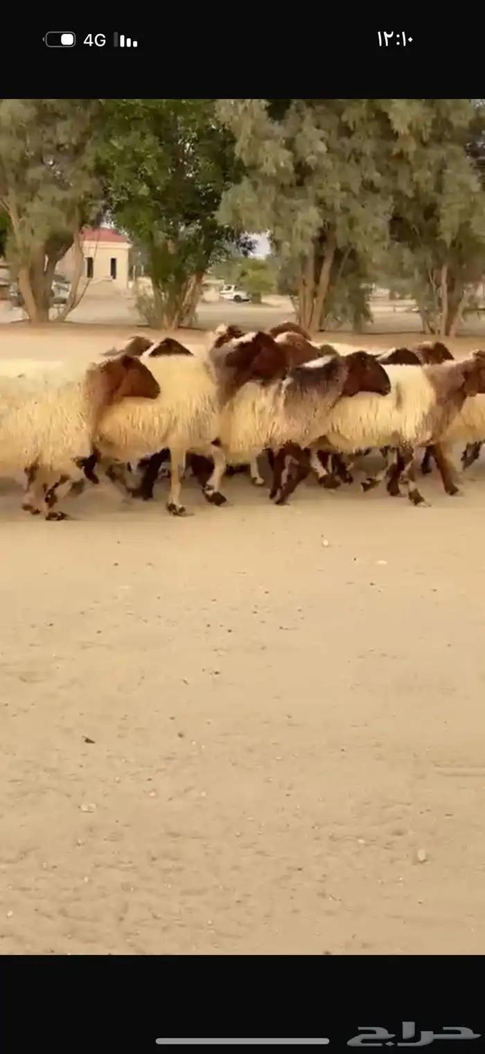 غنم نعيم دفيع 6