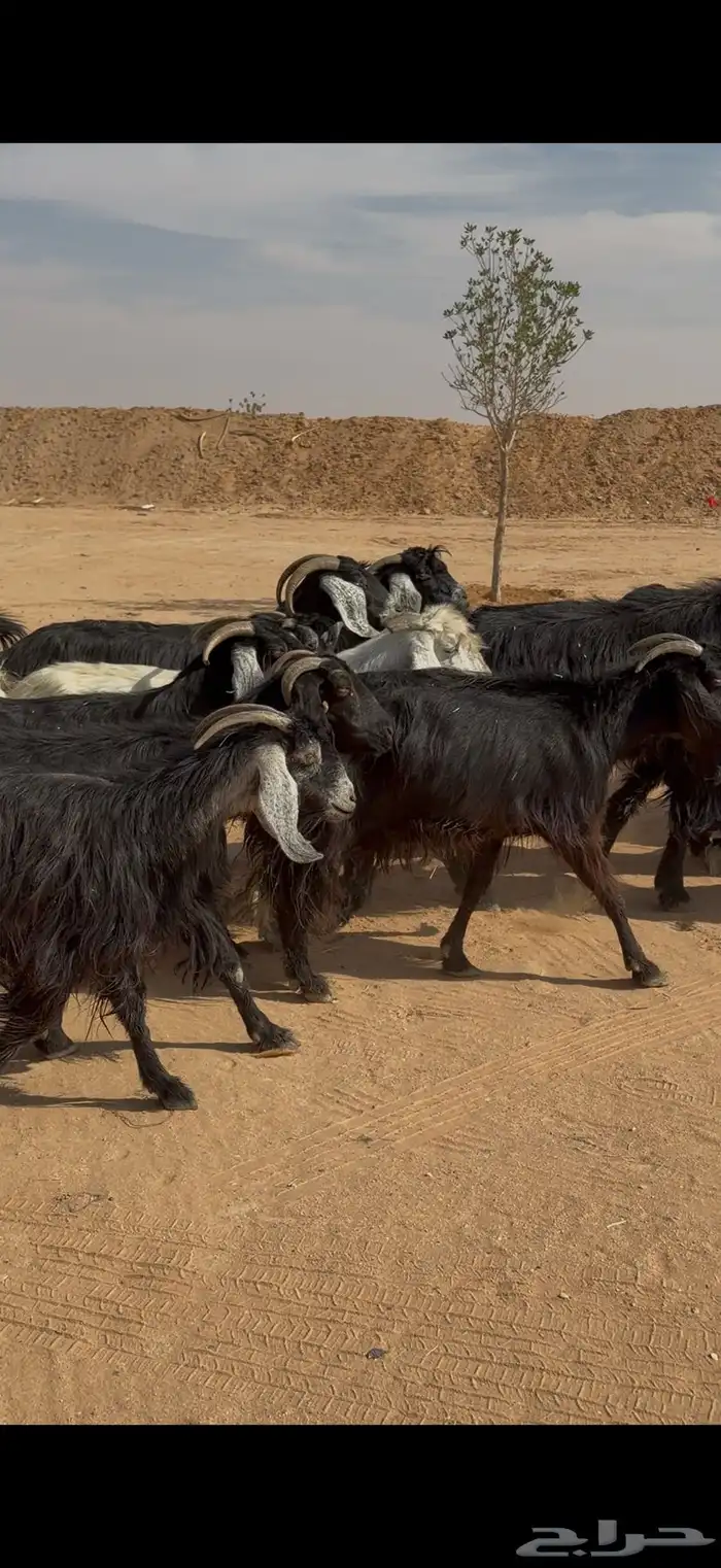 للبيع معزا عوارض 21 بالفحل تم البيع تم البيع 2