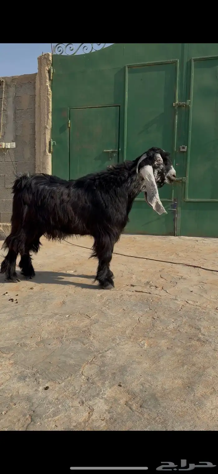 مشروع فحل جذع عارضي معرف صنف خصم 8