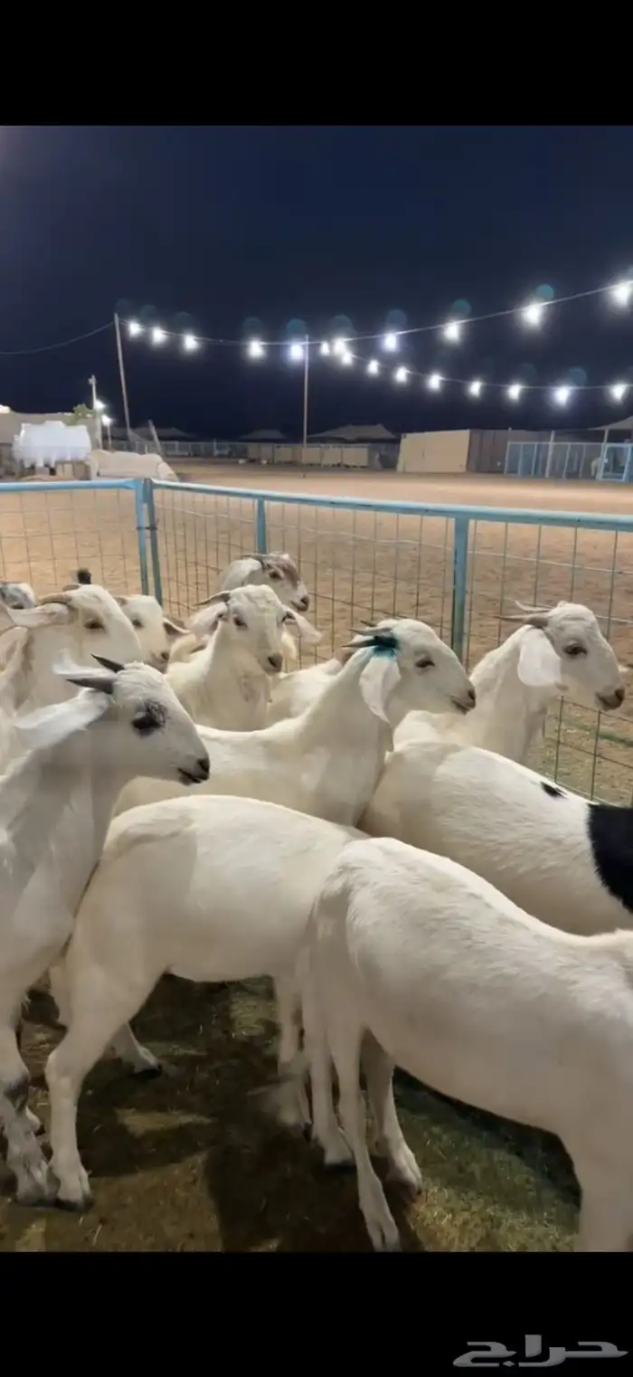 تيوس بيشيه ذبايح 7