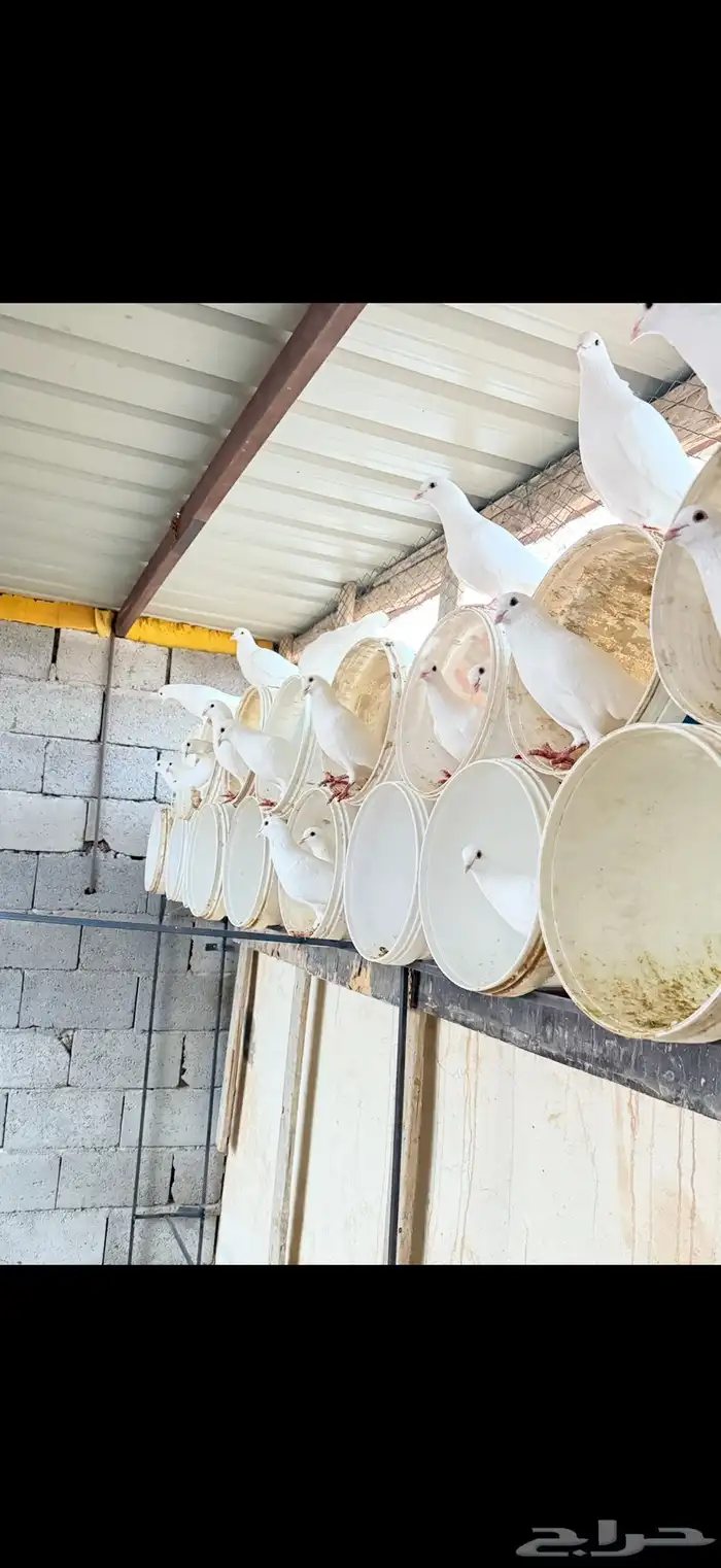 حمام فرنسي ابيض 20 جوز مفروز وجاهز 4