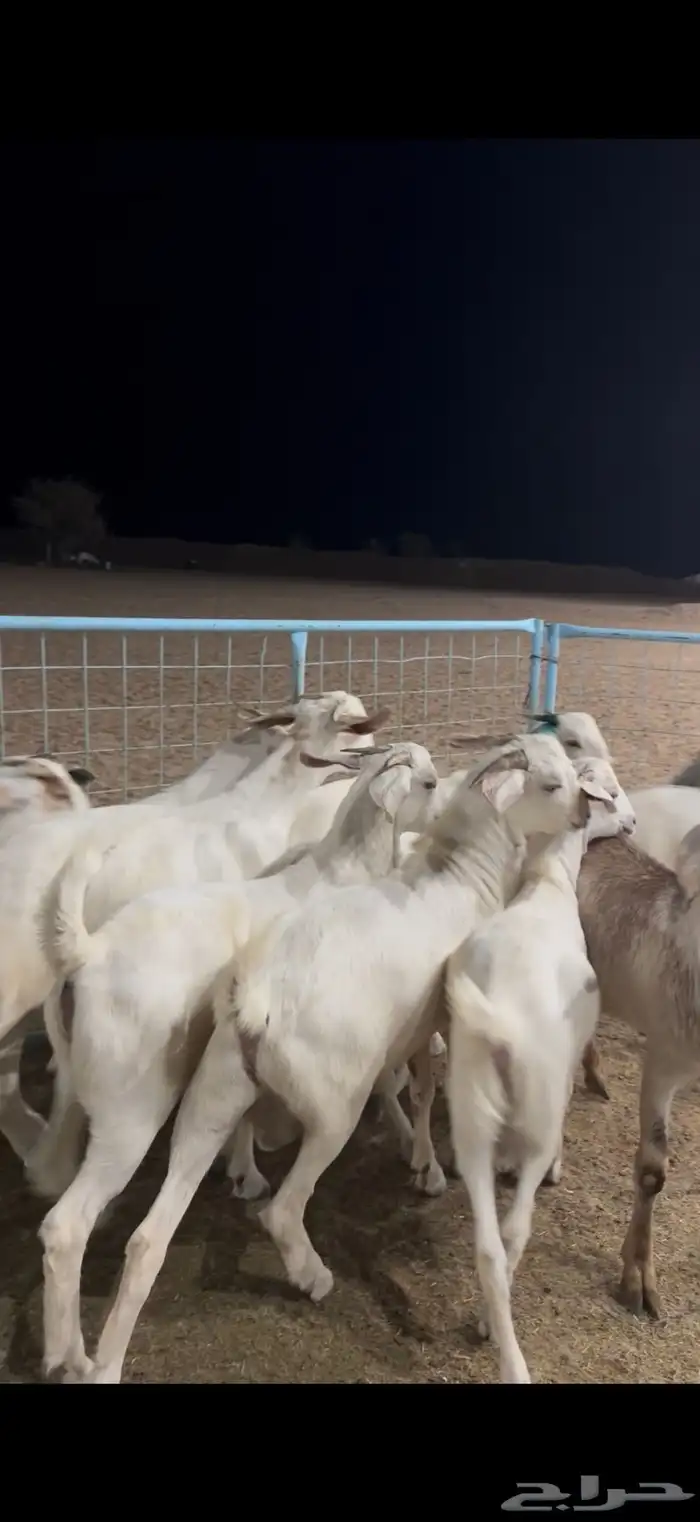 تيوس بيشيه ذبايح 4