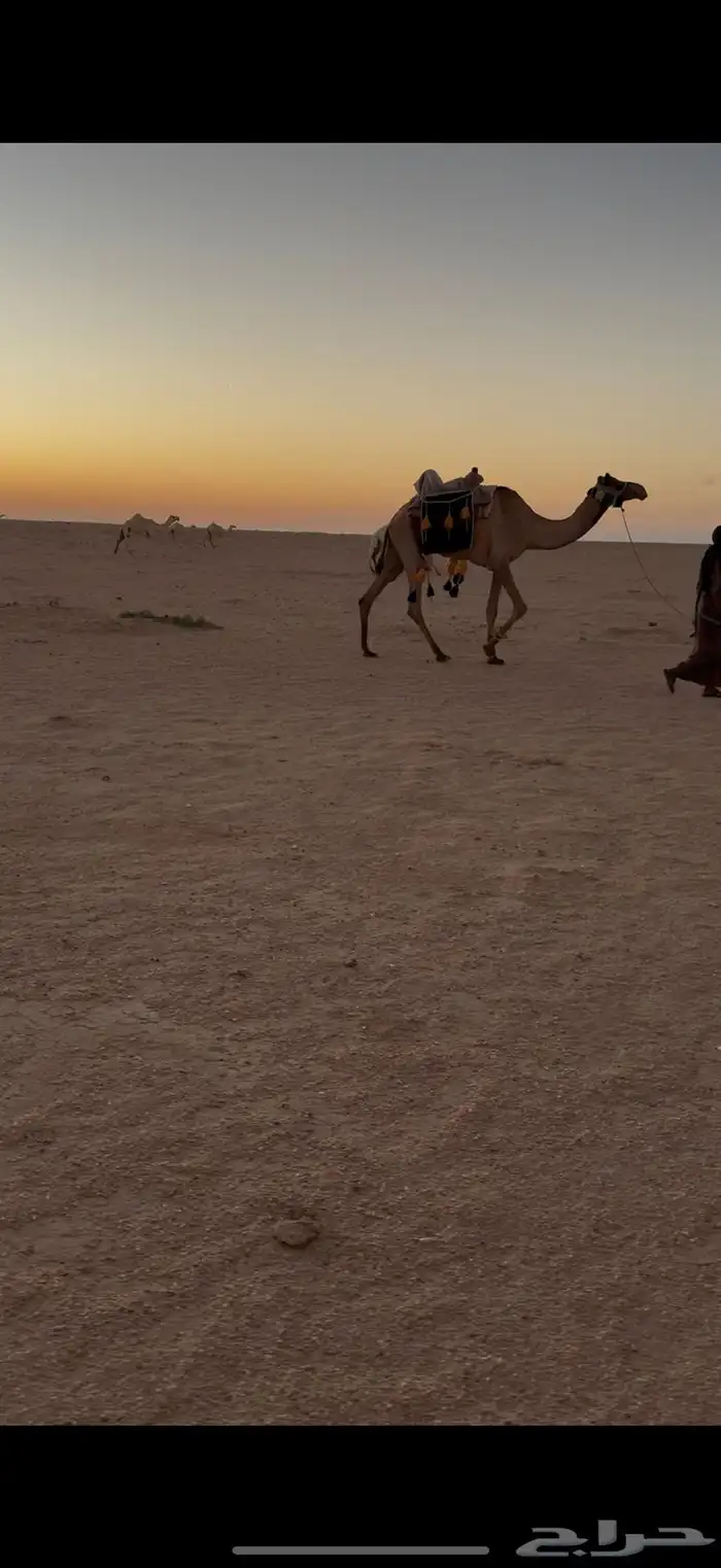 للبيع ركبي 1