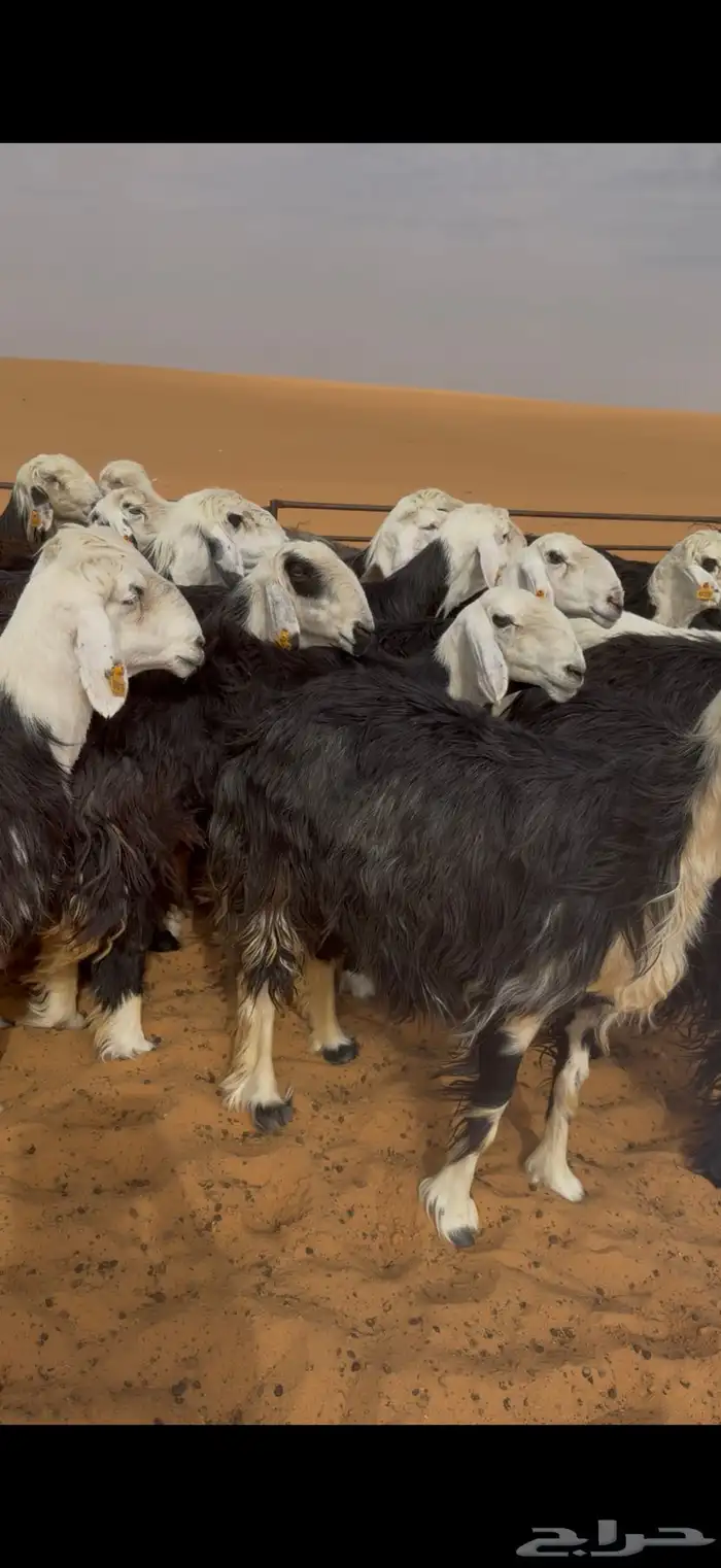 للبيع غنم نجد 2