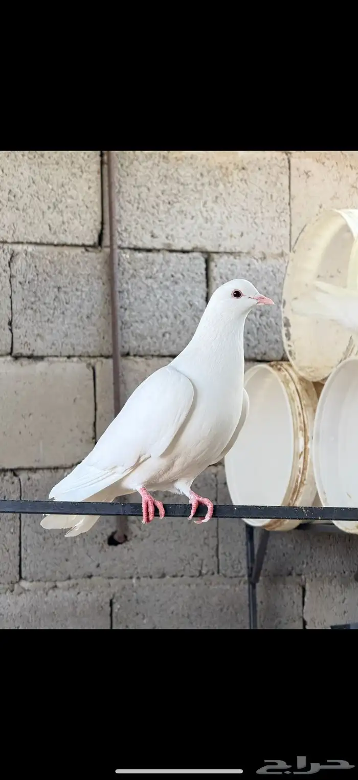 حمام فرنسي ابيض 20 جوز مفروز وجاهز 1