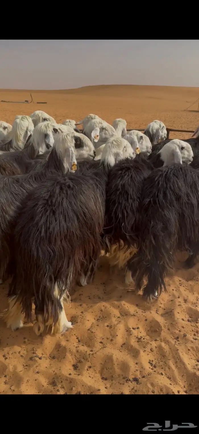 للبيع غنم نجد 3