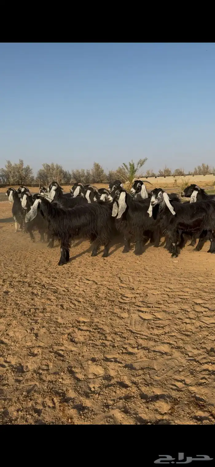 مراح معزا عوارض نوادر دفيع وضريع 7