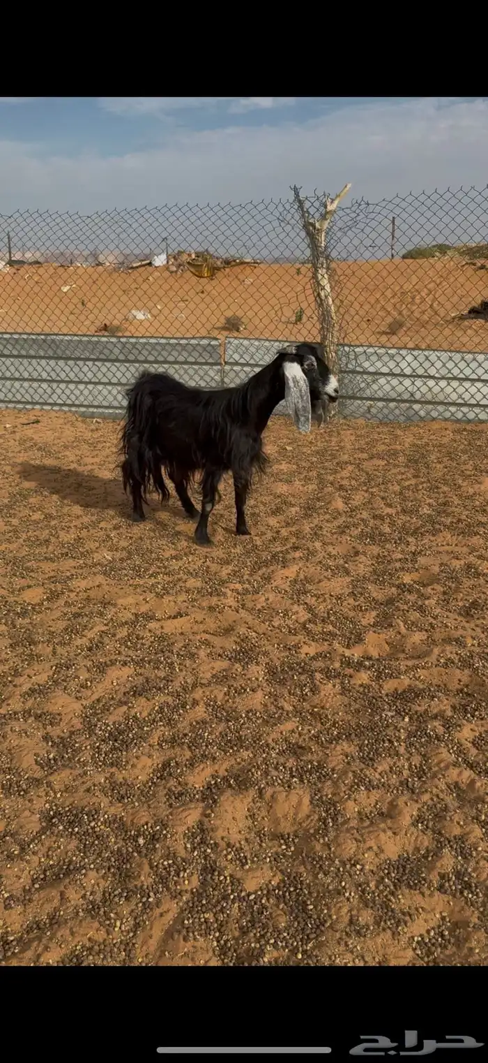 عنز عارضيه 0