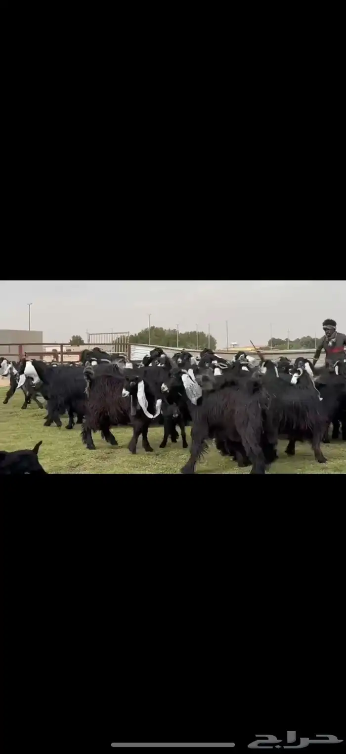 مراح عوارض صنف فاخره اغلبها حصيب تبي توالد 7