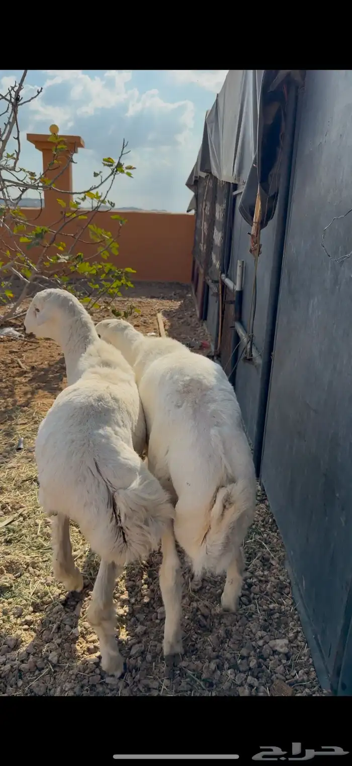 خروفين للبيع سمان فل ش 1