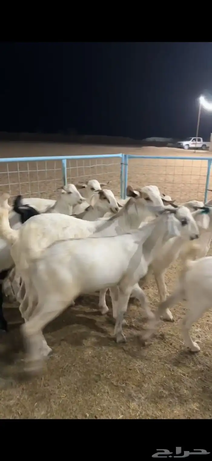 تيوس بيشيه ذبايح 2