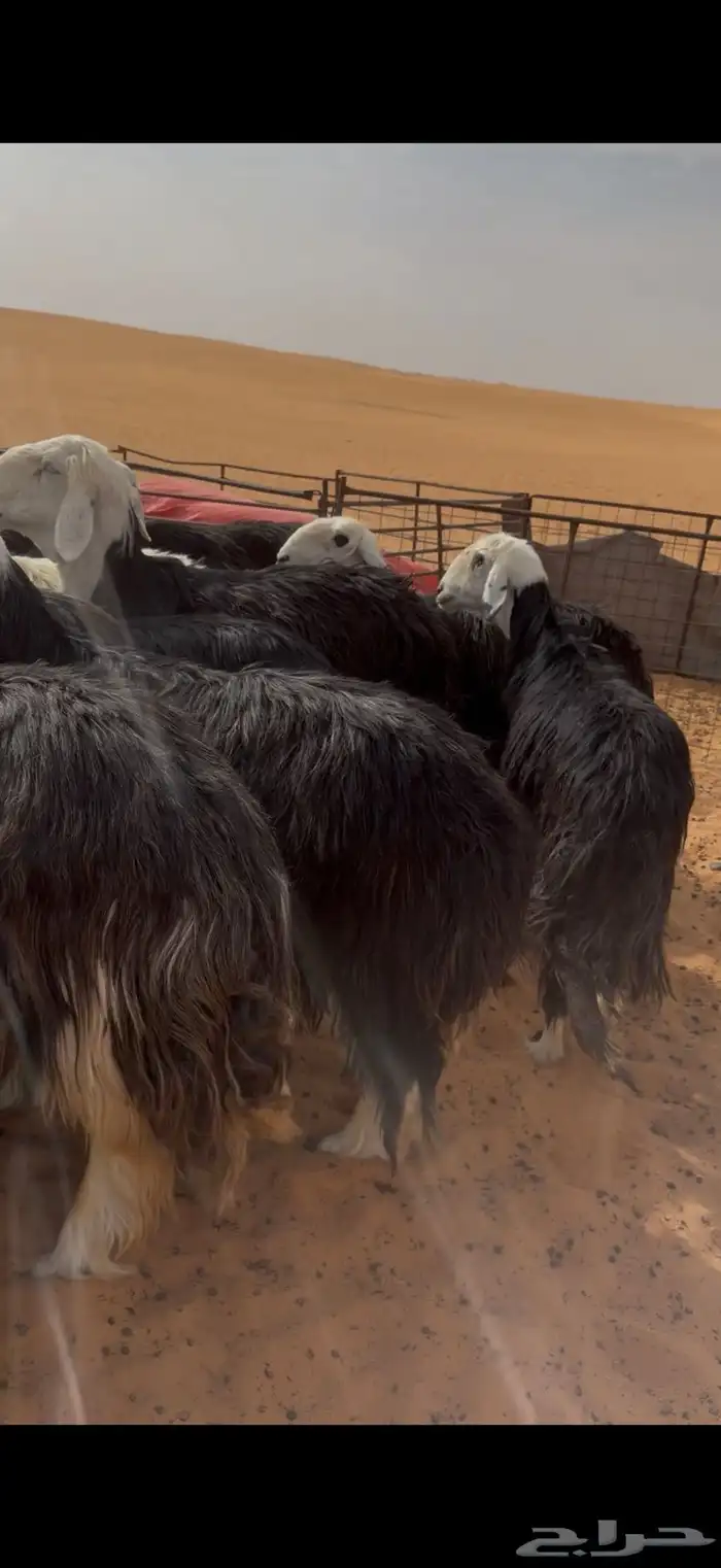 للبيع غنم نجد 5