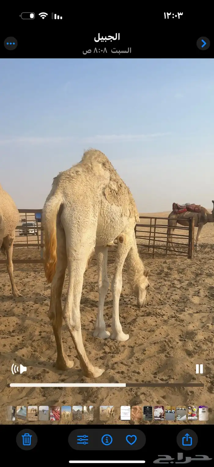 قعود للبيع 1