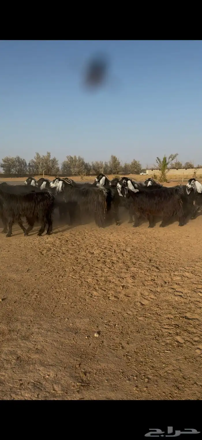 مراح معزا عوارض نوادر دفيع وضريع 1