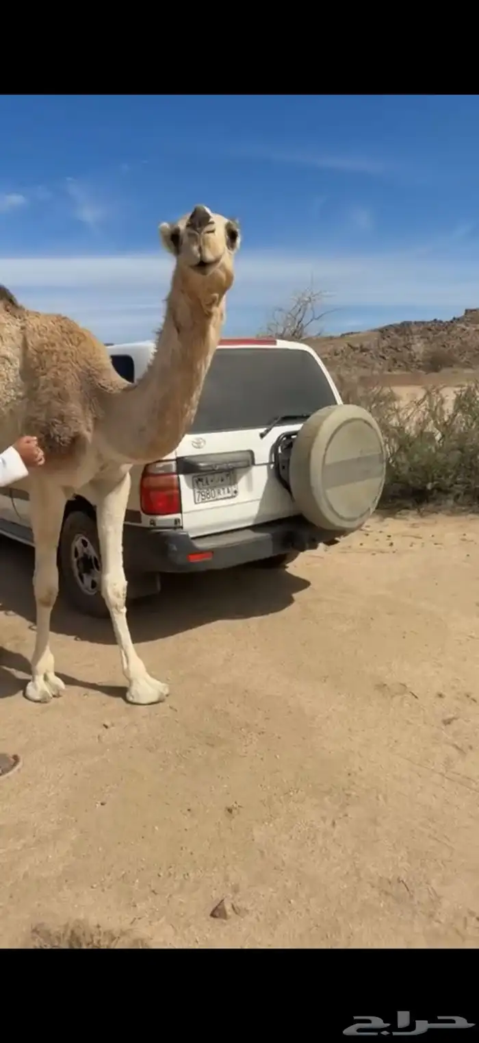 للبيع بعير اوضح 5