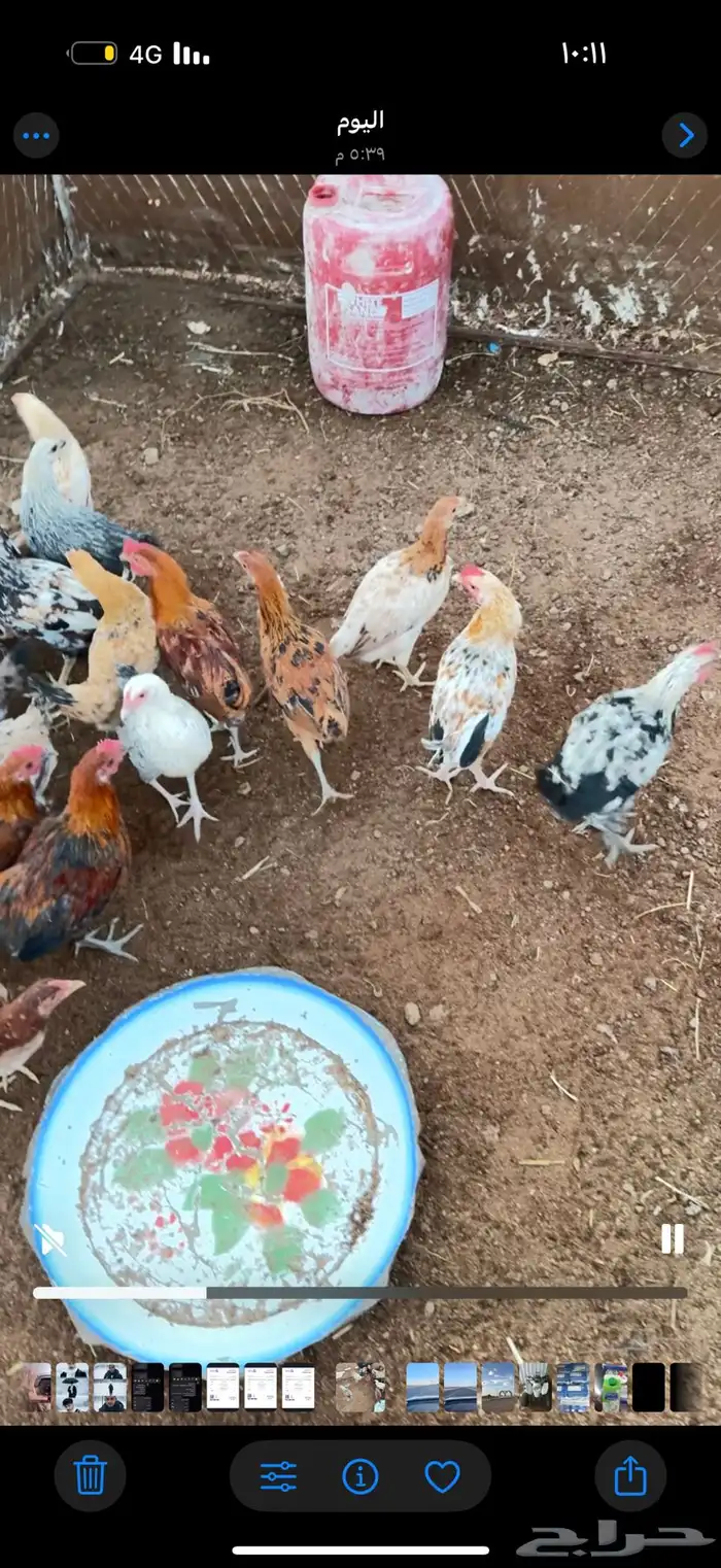 دجاج بلدي أعمار 5 شهور 1