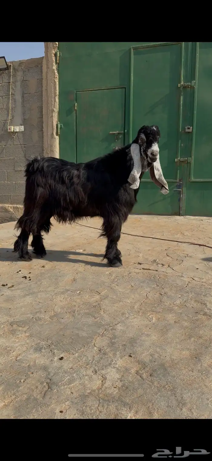 مشروع فحل جذع عارضي معرف صنف خصم 7