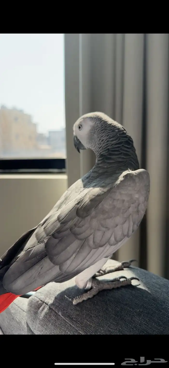 كاسكو متكلم 4